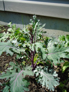 Varza Kale Russian Red