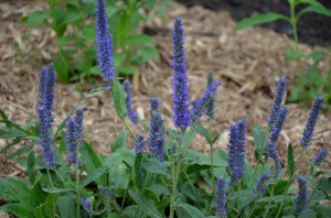 Veronica Porphyriana