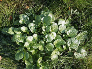Winter Cress-Barbarea Vulgaris