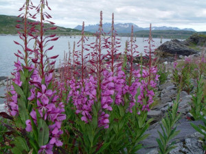 Zburatoarea-Epilobium angustifolium 