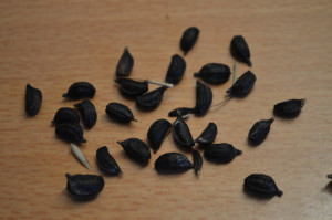 Alexanders-Smyrnium Olusatrum
