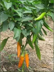 Ardei iute Bulgarian Carrot