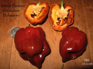 Ardei iute Habanero Chocolate