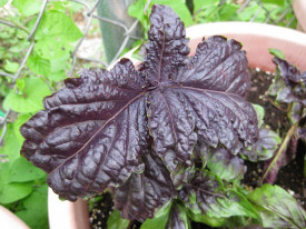 Busuioc Lettuce leaf purple