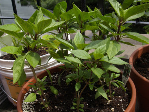 Busuiocul anason-Thai basil