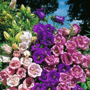 Campanula Medium Canterbury Bells double mix
