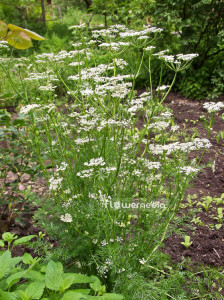 Coriandru-Coriandrum sativum