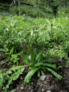 Coriandru Mexican-Eryngium Foetidum