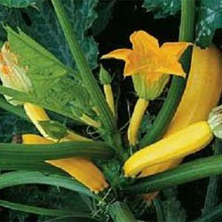 Dovlecel zucchini auriu