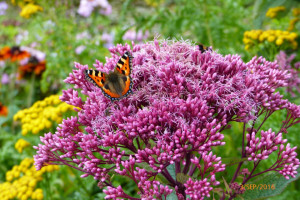 Eupatorium Maculatum Atropurpureum