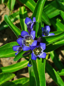 Gentiana Cruciata