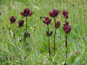 Gentiana Purpurea
