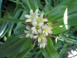 Gentiana Tibetica