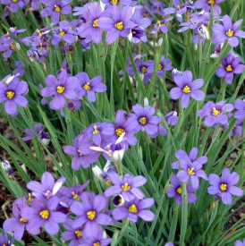 Iarba cu ochi albastri-Sisyrinchium Angustifolium