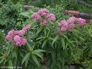 Iarba fluturilor-Asclepias incarnata