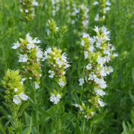 Isop alb-Hyssopus officinalis