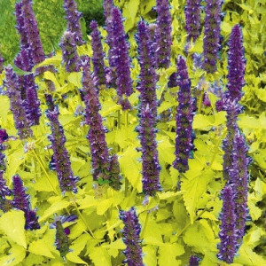 Korean mint-Agastache rugosa Golden Jubilee