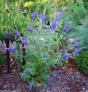Liliac de vara-Buddleja Davidii Empire Blue 
