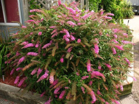 Liliac de vara-Buddleja Davidii Pink Delight