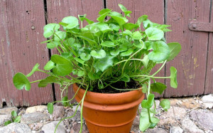 Lingureaua-Cochlearia officinalis