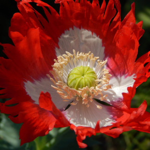 Mac Somniferum Danish Flag
