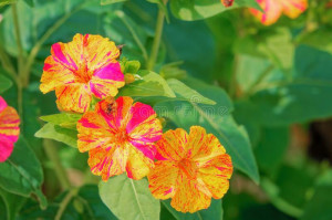 Mirabilis Jalapa mix