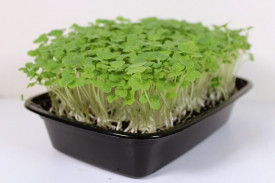 Microgreens