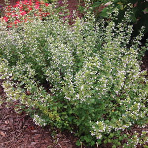 Nepeta cataria-Catusnica