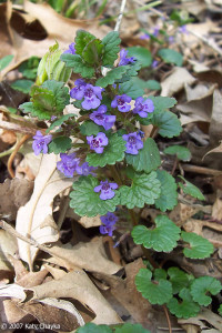 Rotunjoara-Glechoma Hederacea