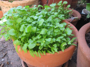 Salata minerului-Claytonia Perfoliata