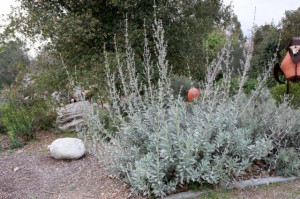 Salvia Apiana-Salvia Alba