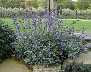 Salvia Cyanescens