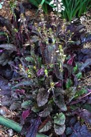 Salvia lyrata Purple Volcano