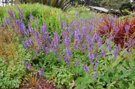 Salvia Transilvanica