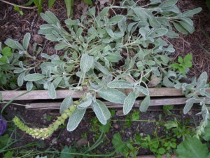 Sideritis Syriaca-Mountain tea