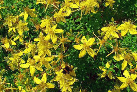 Sunatoare-Hypericum perforatum