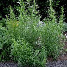 Tarhon-Artemisia dracunculus