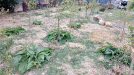 Tataneasa-Symphytum officinale
