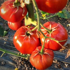 Tomate Buzau 22