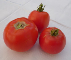 Tomate Buzau 50