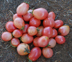 Tomate cherry Pink Thai Egg