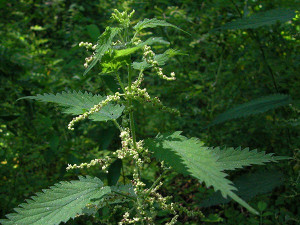 Urzica-Urtica dioica