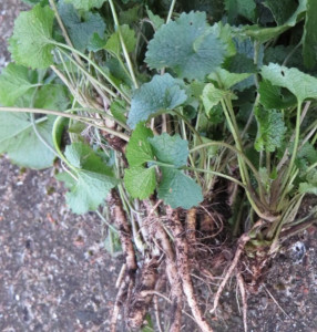 Usturoita-Alliaria Petiolata