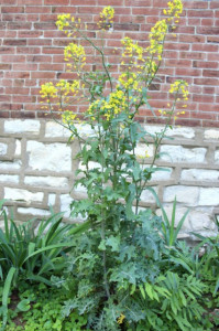 Varza Kale Russian Red