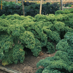 Varza Kale