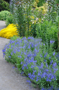 Veronica Teucrium Royal Blue