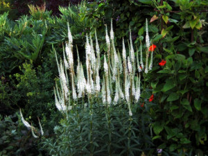 Veronicastrum virginicum