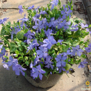 Vinca Minor-Saschiul