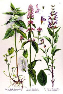 Vindecea-Stachys officinalis