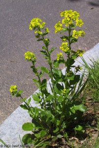 Winter Cress-Barbarea Vulgaris